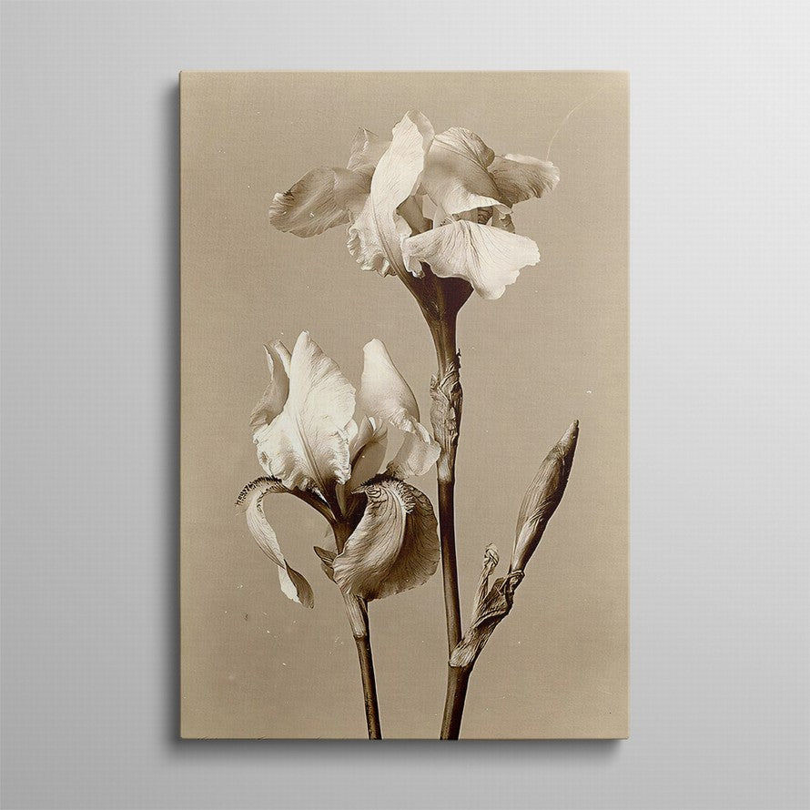 Elegance in Beige Petals Canvas
