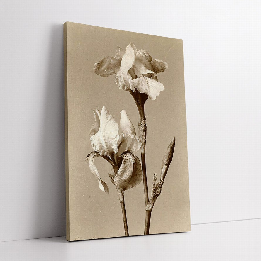 Elegance in Beige Petals Canvas